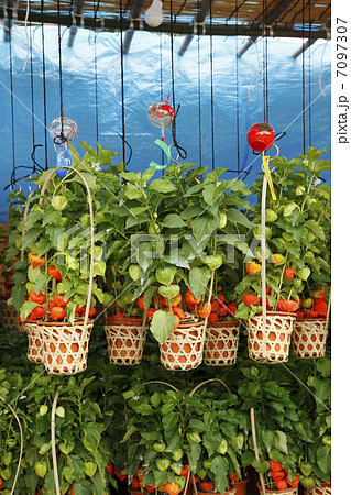 浅草浅草寺のほおずき市 7097307