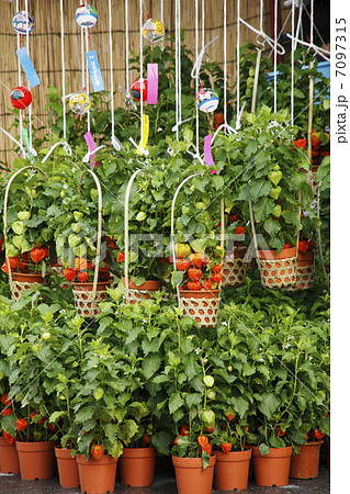 浅草浅草寺のほおずき市 浅草浅草寺のほおずき市 7097315