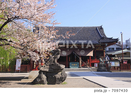 春の浅草神社 7097430