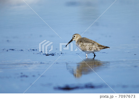 ハマシギ ハマシギ 7097673