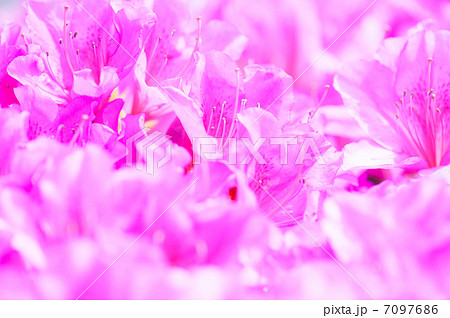 つつじ 7097686