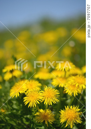 タンポポのクローズアップと青空 7097707