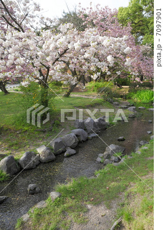 出水の里桜 7097901