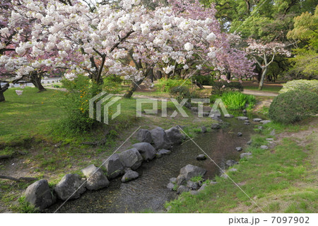 出水の里桜 7097902