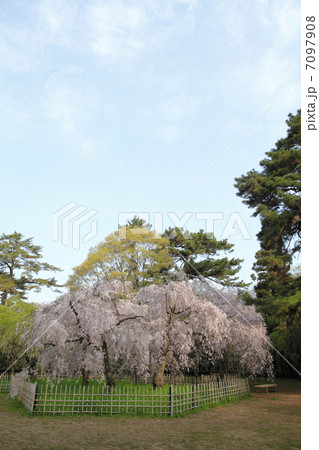京都　枝垂桜 7097908