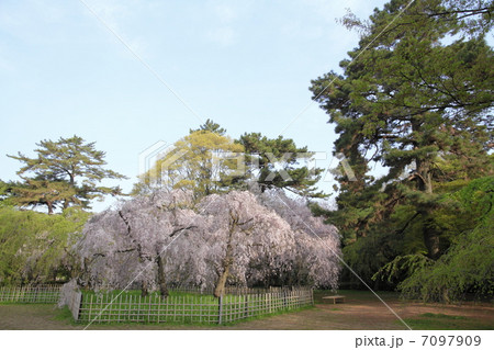 京都　枝垂桜 7097909