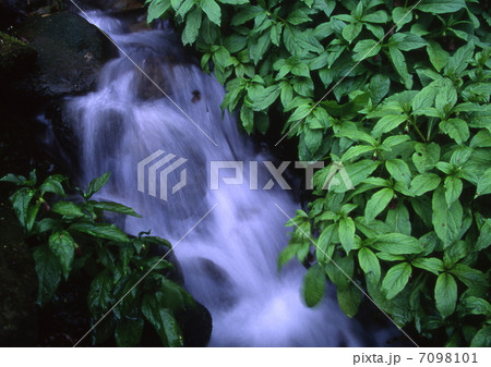 涼をよぶせせらぎ 涼をよぶせせらぎ 7098101