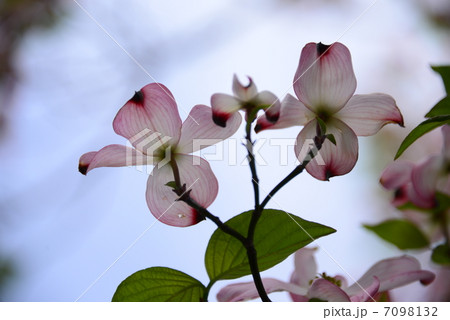 ハナミズキ2 ハナミズキ2 7098132