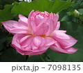 花 7098135