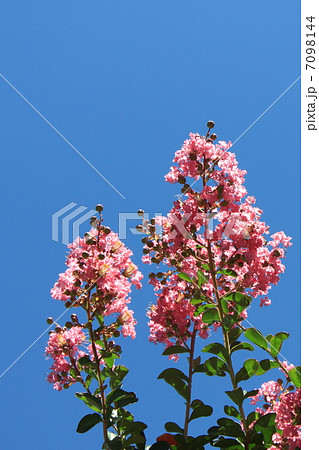 サルスベリの花 7098144