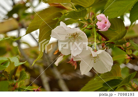 樹木・ニオイザクラ　アカネ科 7098193