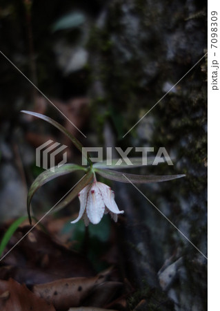 ミノコバイモ 7098309