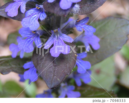 この紫の花はジュウニヒトエの花 7098333