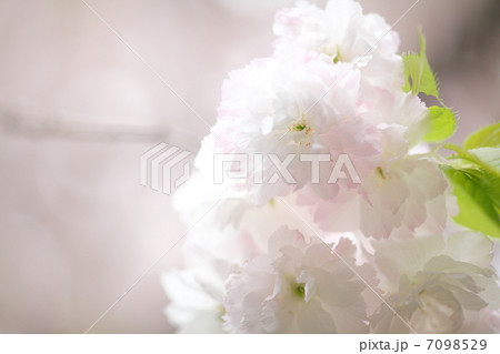 松月桜 7098529