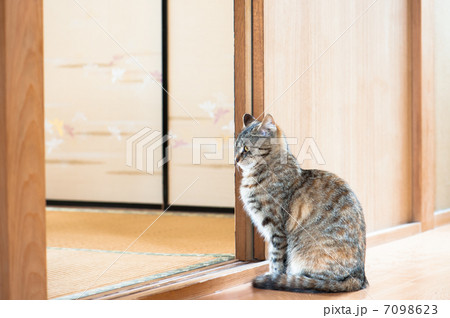 猫 猫 7098623