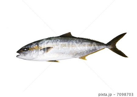 釣り立てヒラマサ 7098703