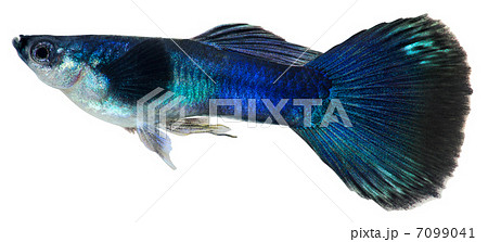 Dark blue guppy fish. Poecilia reticulata 7099041