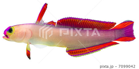 Purple Firefish 7099042