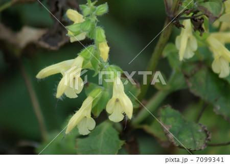 キバナアキギリ 黄花秋桐 Salvia nipponica キバナアキギリ 黄花秋桐 Salvia nipponica 7099341