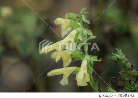 キバナアキギリ　黄花秋桐　Salvia nipponica 7099342