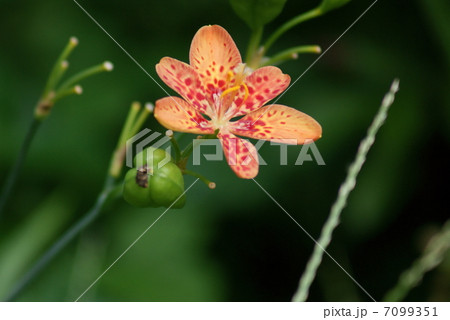 ヒオウギ 檜扇 Belamcanda chinensis ヒオウギ 檜扇 Belamcanda chinensis 7099351