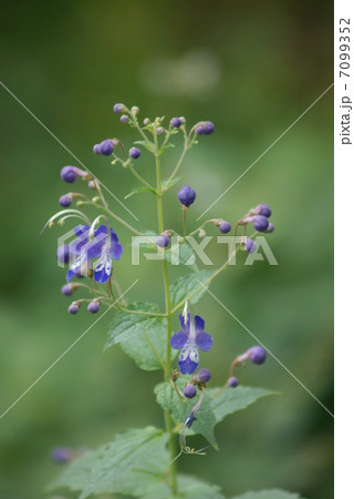 カリガネソウ　雁草　Caryopteris divaricata 7099352