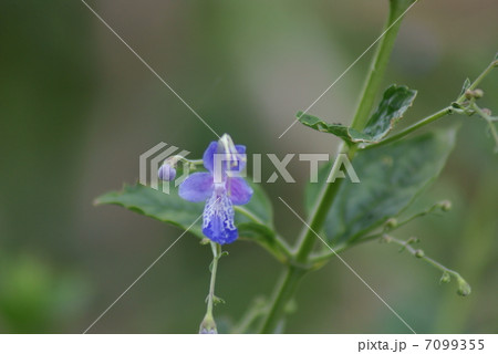 カリガネソウ　雁草　Caryopteris divaricata 7099355