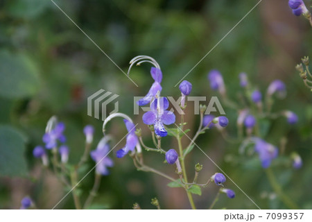 カリガネソウ　雁草　Caryopteris divaricata 7099357
