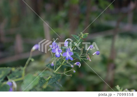 カリガネソウ 雁草 Caryopteris divaricata カリガネソウ 雁草 Caryopteris divaricata 7099358