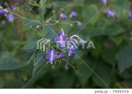カリガネソウ 雁草 Caryopteris divaricata カリガネソウ 雁草 Caryopteris divaricata 7099359