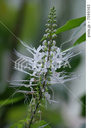 猫の髭 ネコノヒゲ クミスクチン Orthosiphon aristatus Cat's whisk 猫の髭 ネコノヒゲ クミスクチン Orthosiphon aristatus Cat's whisk 7099365