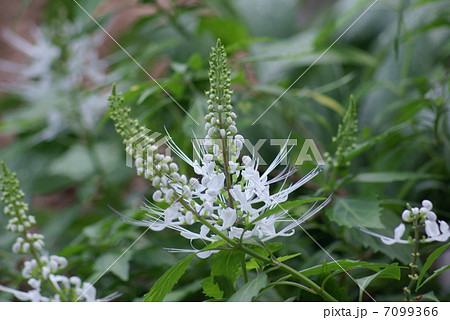 猫の髭 ネコノヒゲ クミスクチン Orthosiphon aristatus Cat's whisk 猫の髭 ネコノヒゲ クミスクチン Orthosiphon aristatus Cat's whisk 7099366