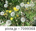 タンポポの綿毛 7099368