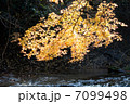 もみじ 7099498