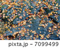落ち葉 7099499