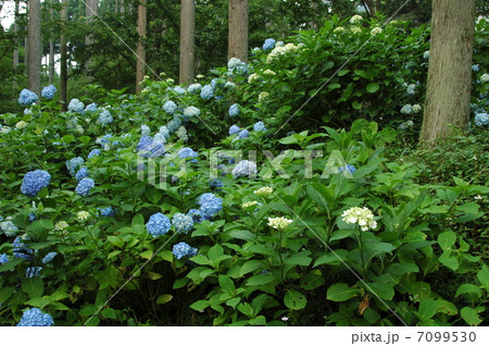 紫陽花苑 7099530