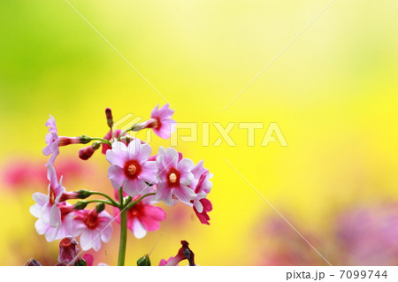 クリンソウ 7099744