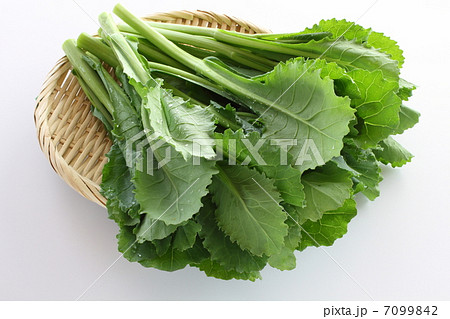 かき菜 7099842