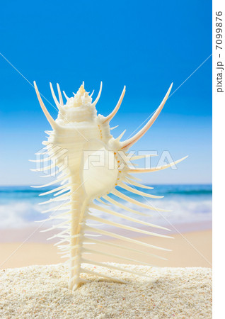 ホネガイと海 7099876