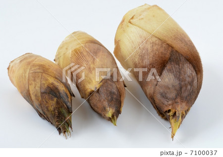 タケノコ 7100037