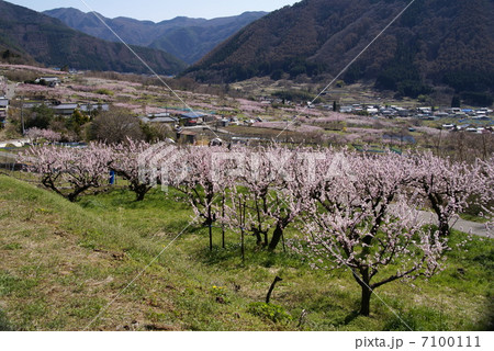 信州松代東条のあんず 7100111