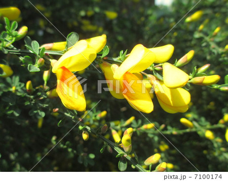 黄色のエニシダ 黄色のエニシダ 7100174