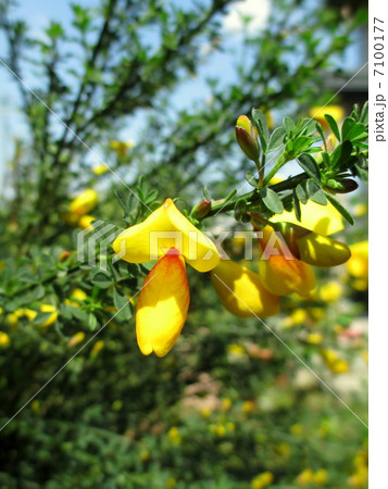 春の目覚め エニシダの花 春の目覚め エニシダの花 7100177