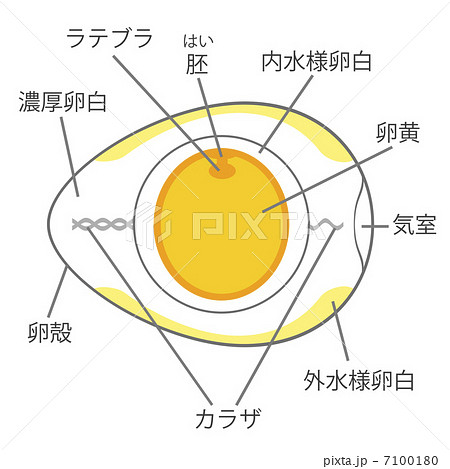 卵の構造のイラスト素材