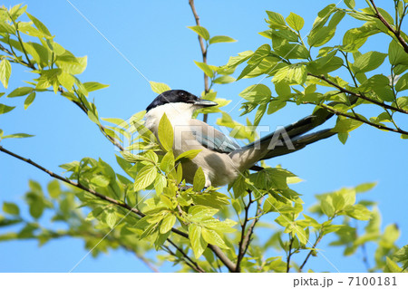 樹上のオナガ 7100181