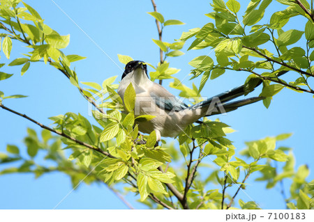 樹上のオナガ 7100183