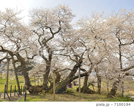 石部桜 石部桜 7100194