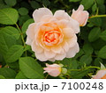 ばら 7100248