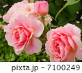 バラ 7100249