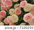 ばら 7100250
